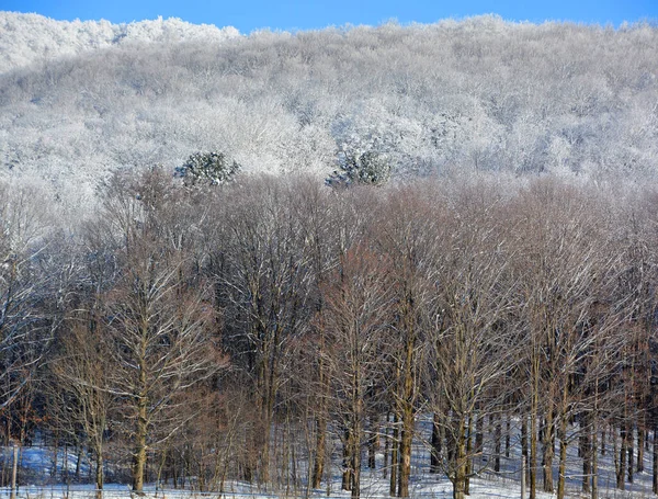 Paisaje Invernal Con Nieve Árboles —  Fotos de Stock