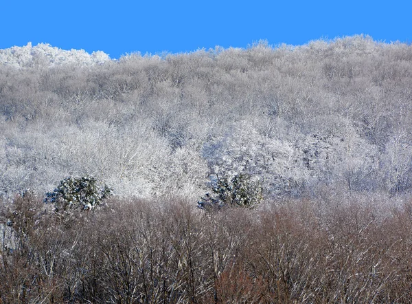 Bosque Invierno Con Heladas Nieve —  Fotos de Stock