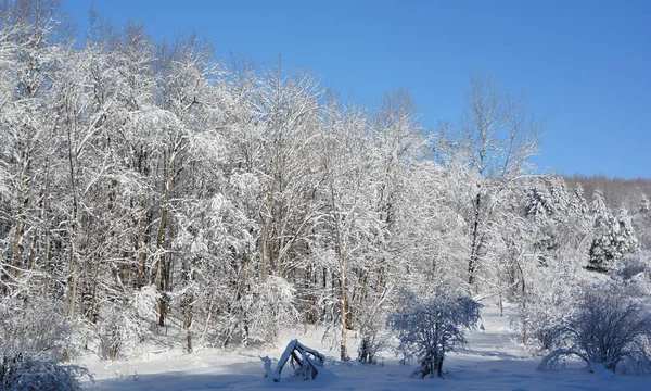 Paisaje Invernal Con Árboles Cubiertos Nieve — Foto de Stock