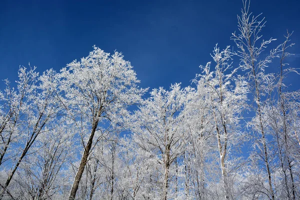 Trees Blue Sky Background Stock Photo