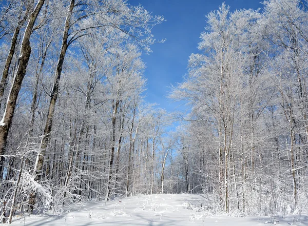 Winter Landscape Snow Covered Trees Stock Image