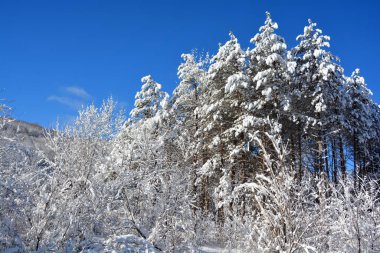 Karla kaplı ağaçlarla kaplı kış manzarası