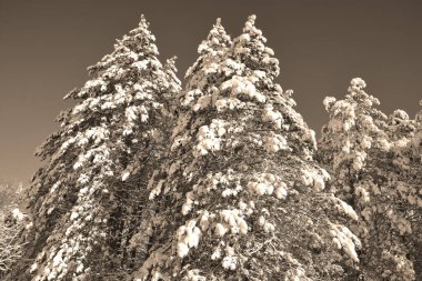 Ormandaki çam ağaçları.