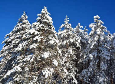 Kış güneşli gün ormanları kar sonrası ağaçlar