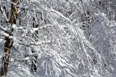 Nehirdeki buz dalları.