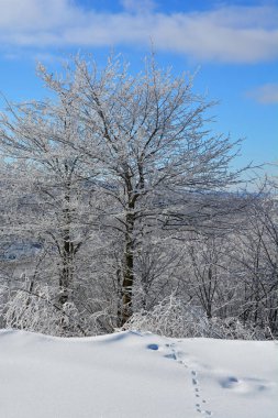 Karla kaplı ağaçlarla kaplı kış manzarası