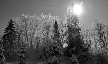 Mavi gökyüzüne karşı huş ağaçları olan kış manzarası
