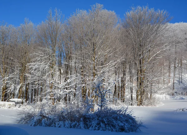 Zamrożone Drzewa Lesie Zimą — Zdjęcie stockowe