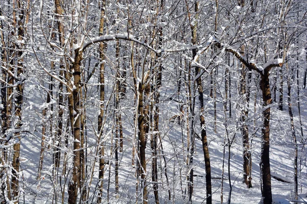 Abedules Bosque —  Fotos de Stock