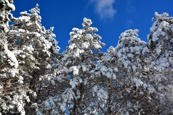 beautiful blooming cherry blossoms in the snow