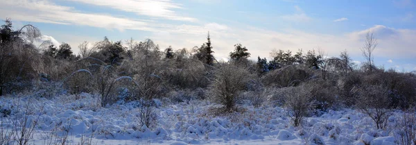 Winterlandschap Met Sneeuw Bomen — Stockfoto