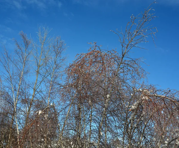 Rami Albero Con Cielo Blu — Foto Stock