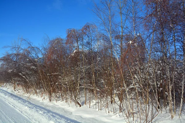 Paisaje Bosque Frío Día Invierno — Foto de Stock