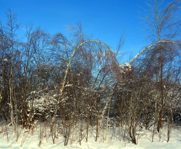 Paisaje Invernal Con Árboles Nieve —  Fotos de Stock