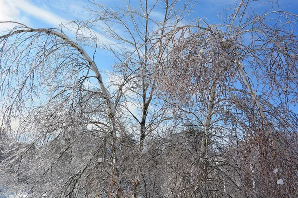 Rami Con Alberi Cielo Blu — Foto Stock