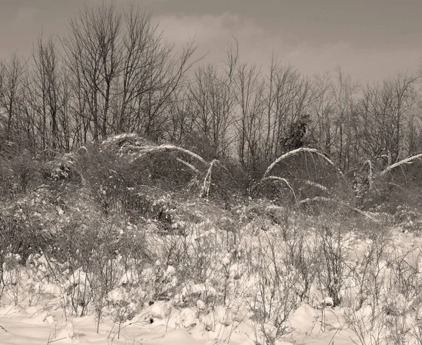 Snowy Landscape Winter Time — 스톡 사진