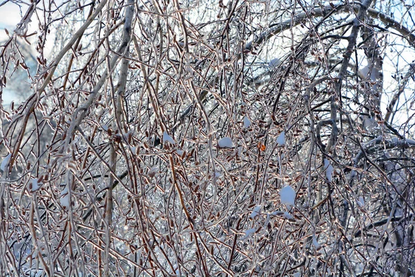 Pnia Brzozy Natura Selektywny Fokus Zima — Zdjęcie stockowe