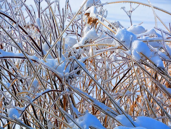 Verschneites Gras Winter — Stockfoto