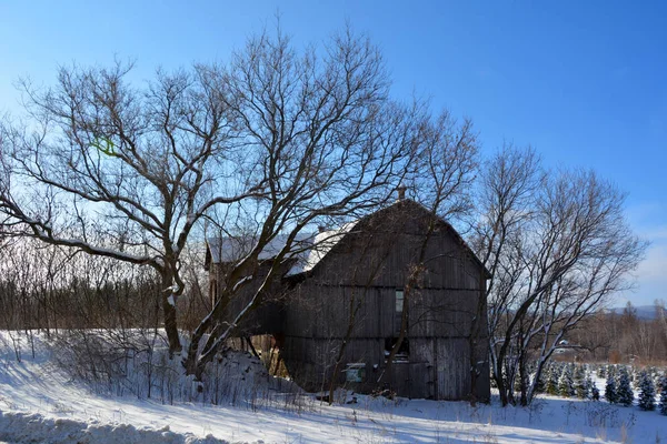 Stary Drewniany Dom Lesie Zimowym — Zdjęcie stockowe