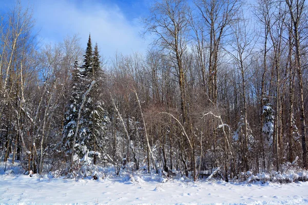 Winterlandschaft Mit Raureif Und Bäumen — Stockfoto