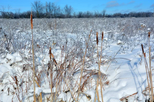 Paisagem Inverno Com Árvores Cobertas Neve — Fotografia de Stock