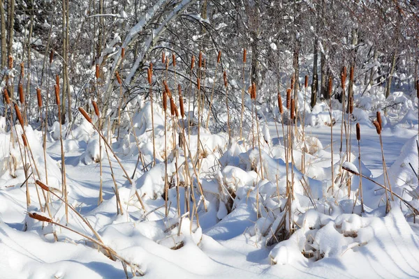 Árvores Congeladas Floresta — Fotografia de Stock