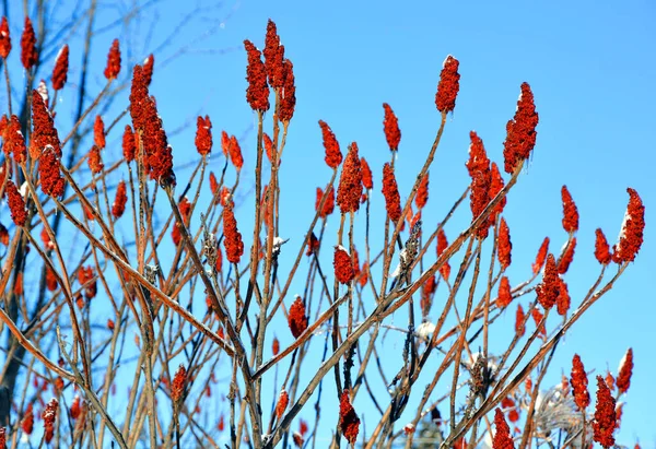 Fundo Céu Vermelho Azul — Fotografia de Stock