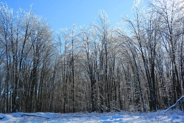 森の中の凍った木々 — ストック写真