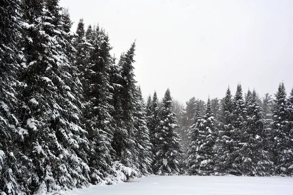 Paisaje Invernal Con Árboles Cubiertos Nieve —  Fotos de Stock