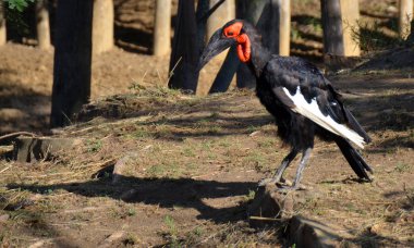 Güney zemin boynuz gagası, her ikisi de sadece Afrika 'da bulunan ve dünya çapındaki en büyük boynuz gagalı türüdür..