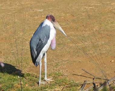 Leptoptilos crumeniferus, leylekgiller (Ciconiiidae) familyasından bir kuş türü. Sahra Çölü 'nün güneyindeki Afrika' da ürerler..
