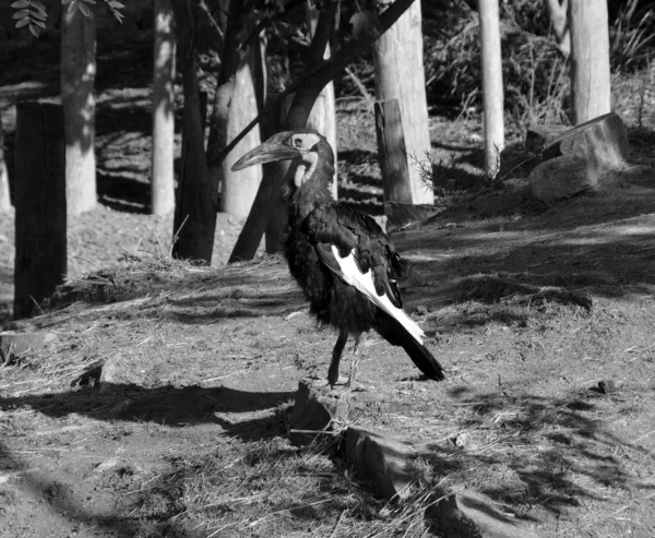 Calabrone Terra Meridionale Una Delle Due Specie Calabrone Terra Che — Foto Stock