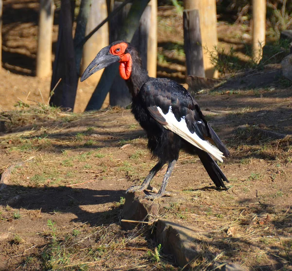 Southern Ground Hornbill One Two Species Ground Hornbill Which Both — Stock Photo, Image