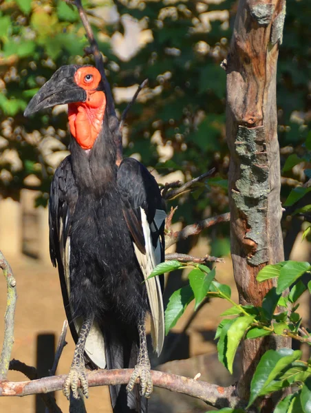 Southern Ground Hornbill One Two Species Ground Hornbill Which Both — Stock Photo, Image