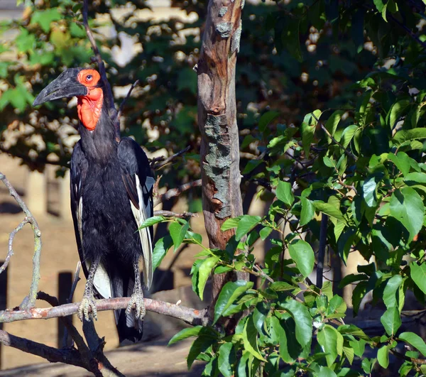 Νότια Hornbill Έδαφος Είναι Ένα Από Δύο Είδη Του Εδάφους — Φωτογραφία Αρχείου