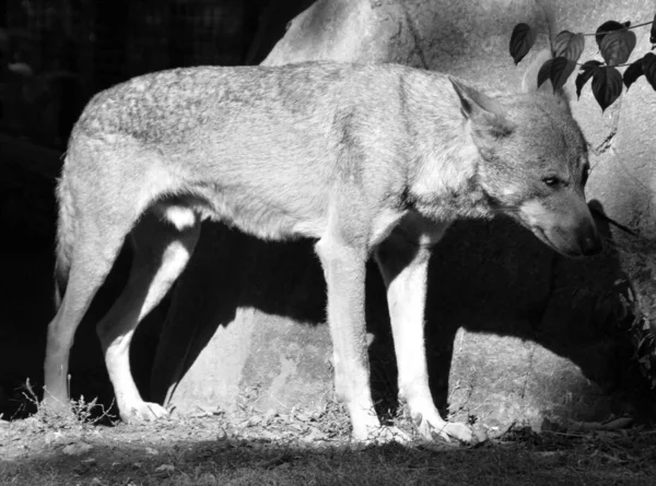 阳光充足的动物园里的野狼 — 图库照片