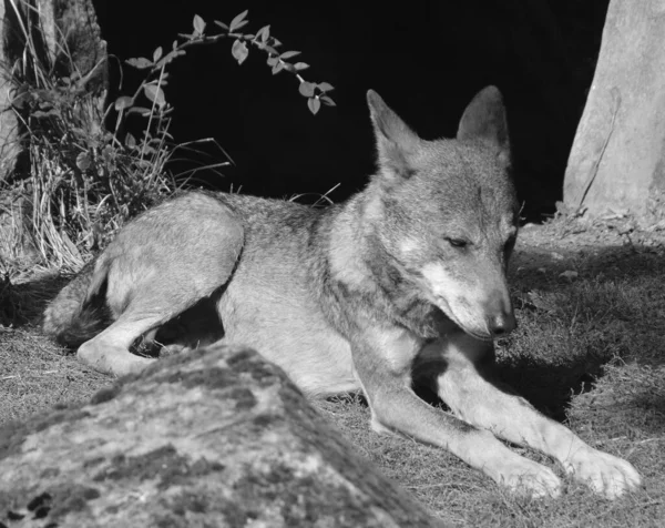Wilder Wolf Sonnigen Zoo — Stockfoto