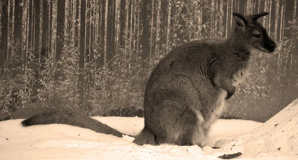 Canguru Australiano Zoológico Inverno — Fotografia de Stock