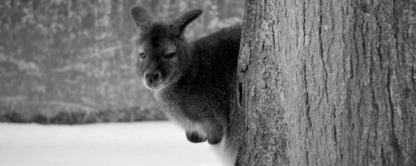 Canguru Australiano Zoológico Inverno — Fotografia de Stock