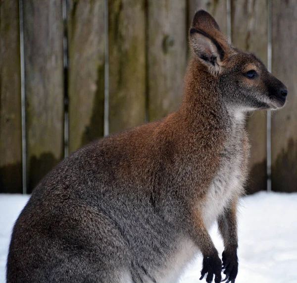Avustralya Kangurusu Kış Hayvanat Bahçesinde — Stok fotoğraf