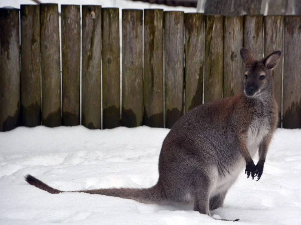 Canguru Australiano Zoológico Inverno — Fotografia de Stock