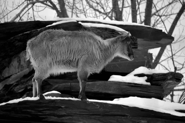 Cabra Selvagem Zoológico Inverno — Fotografia de Stock