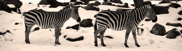 Zebra Besneeuwde Winterdierentuin — Stockfoto