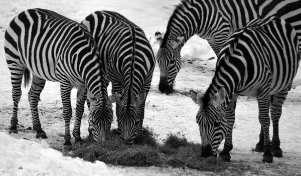 Zebras Snowy Winter Zoo — Stock Photo, Image