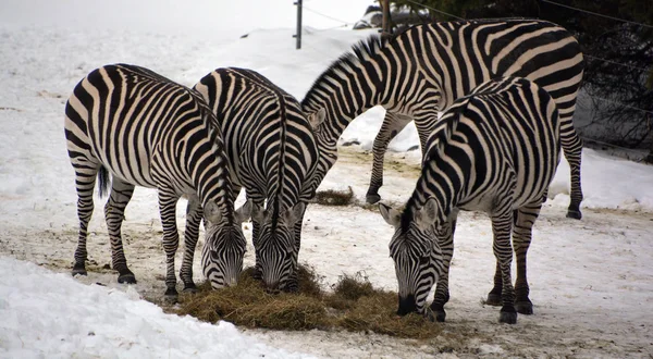 stock image Zebras in snowy winter zoo