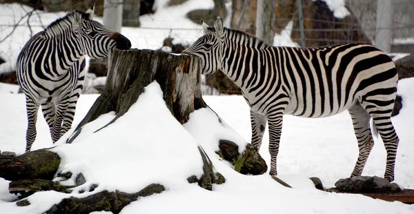 Zebra Besneeuwde Winterdierentuin — Stockfoto