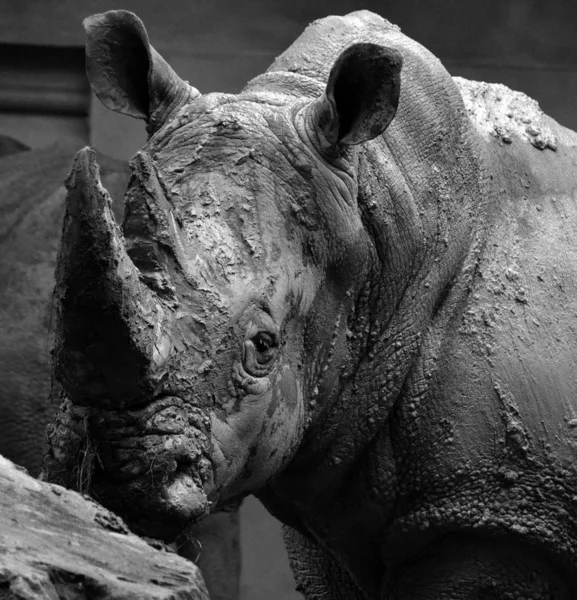 Wild Rhinoceros Winter Zoo — Stock Photo, Image