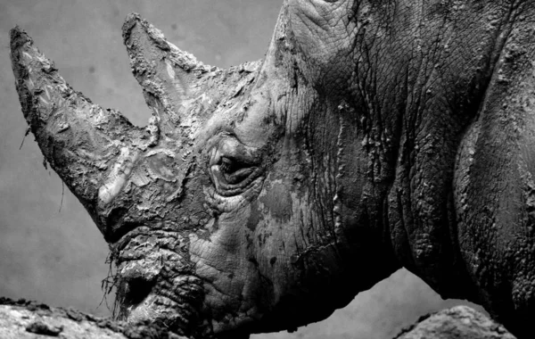 Дикий Носорог Зимнем Зоопарке — стоковое фото