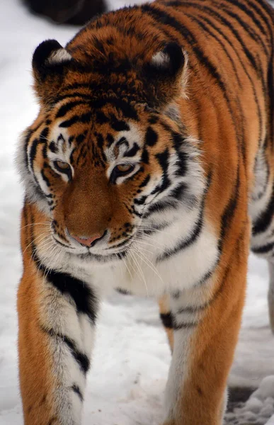 Wild Tiger Winter Zoo Stock Picture