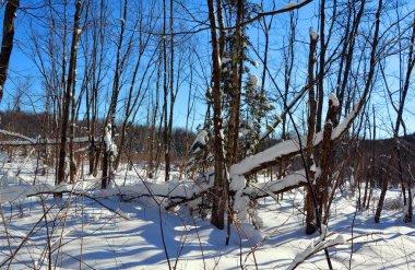 Kışın Aspen ağaçları ve eski çitler